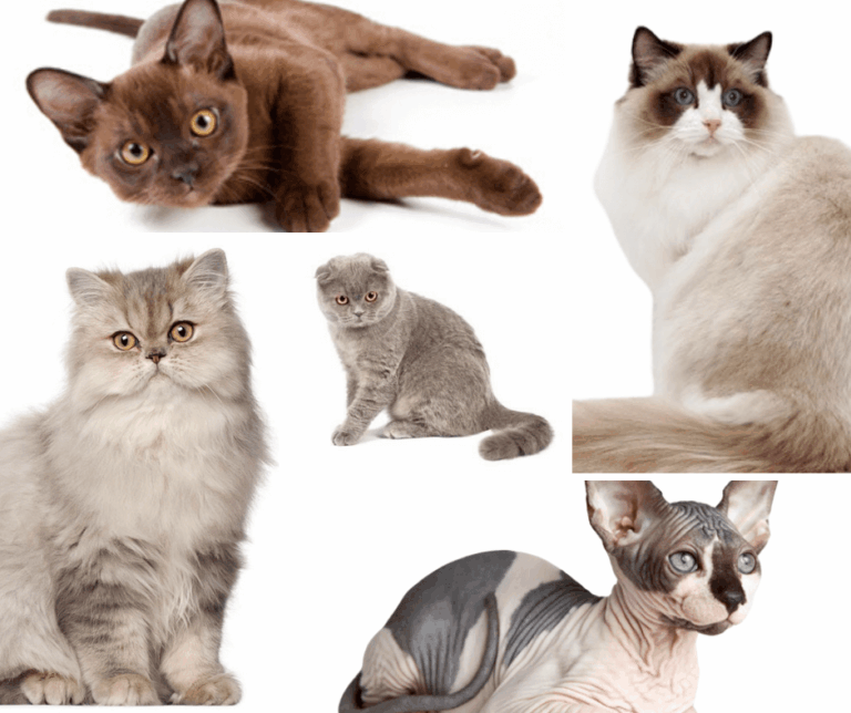 What Are All the Different Cat Breeds?