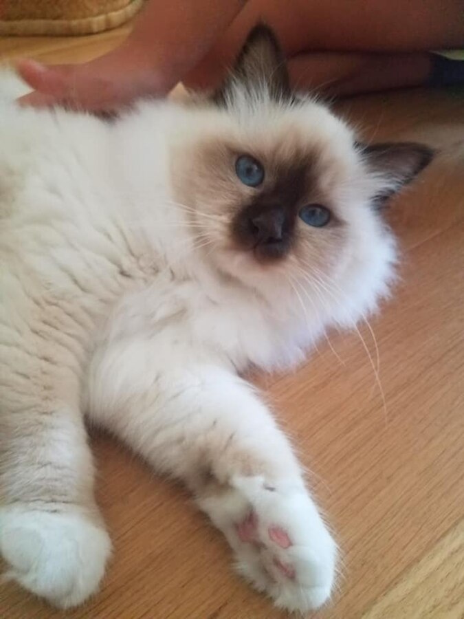 The Birman Cat, a Friendly and Affectionate Feline