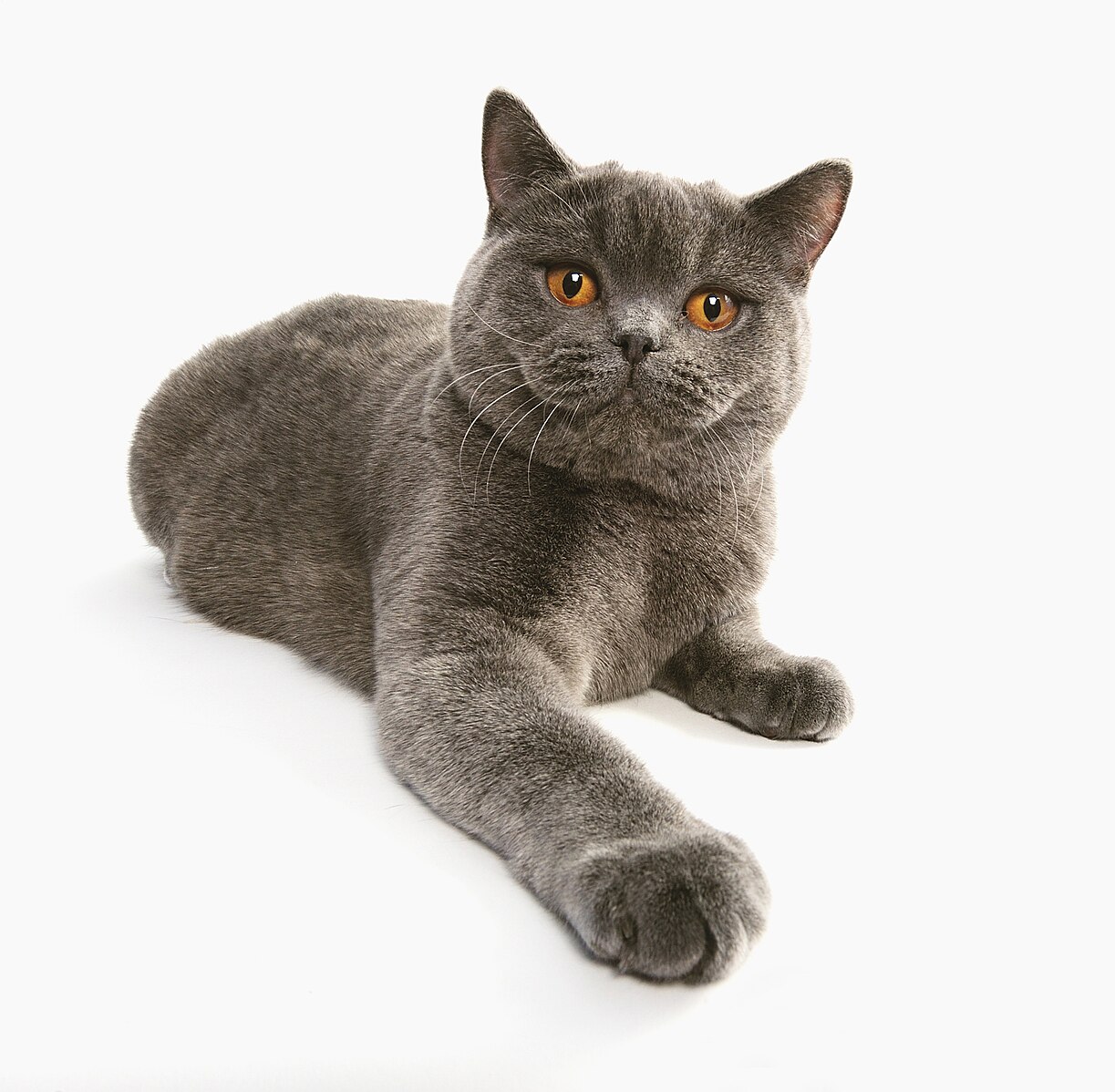 Meet the British Shorthair Cat, the Cute Little Teddy Bear That Purrs