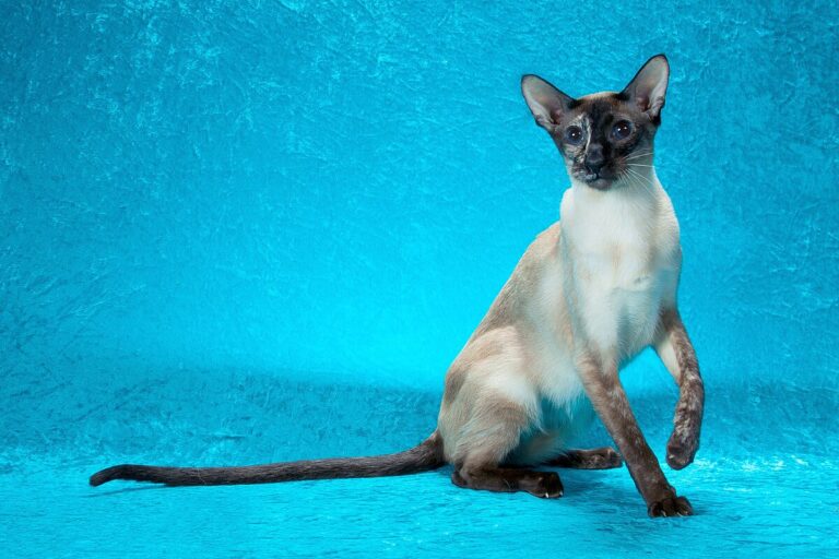 The Colorpoint Shorthair Cat, More Than Just a Pretty Face