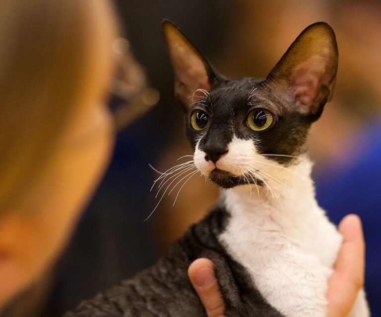 The Cornish Rex cat, an Active and Playful Pet