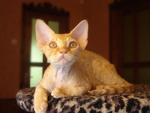 The Devon Rex Cat, a Cute and Playful Pixie
