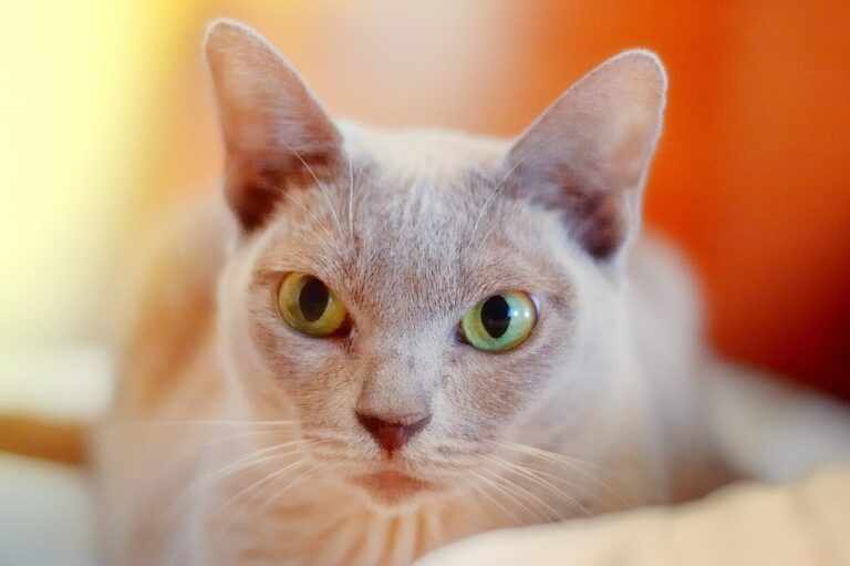 The European Burmese Cat, a Lover Not a Fighter