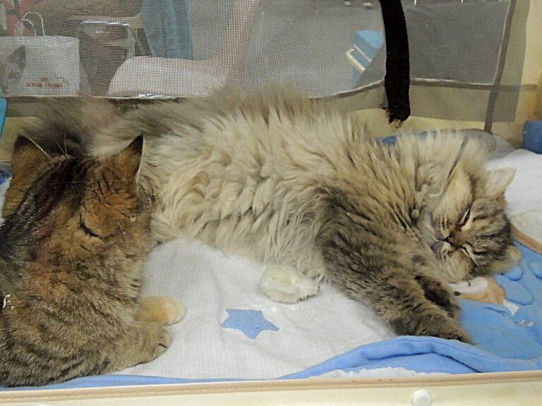 British Longhair Cat, a Silky Coated Cheshire Cat!