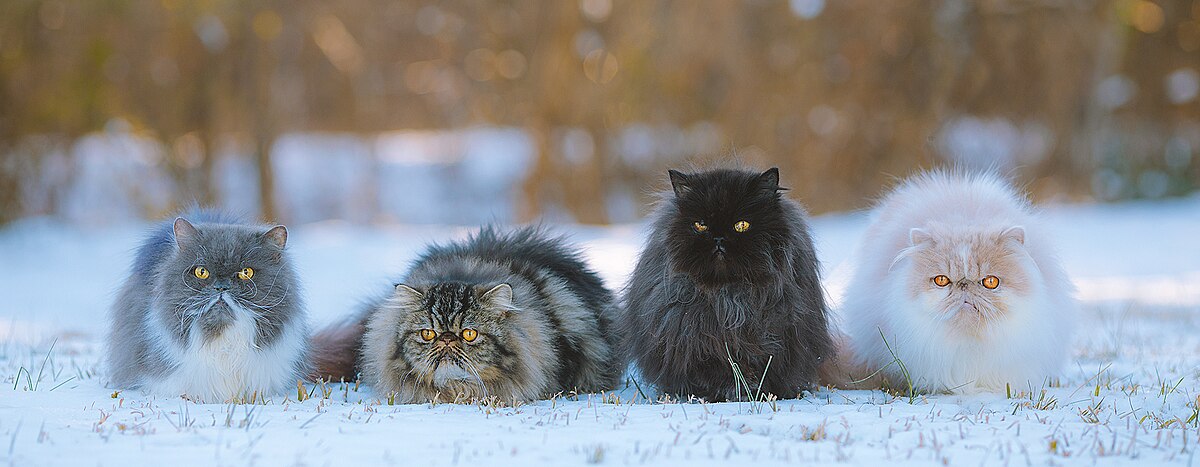 The Persian Cat, Sweet Tempered and Beautiful
