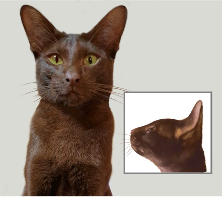 The Havana Brown Cat, a Sweet as Chocolate Pet