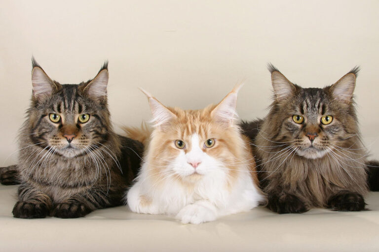 The Maine Coon Cat, a Feline Gentle Giant