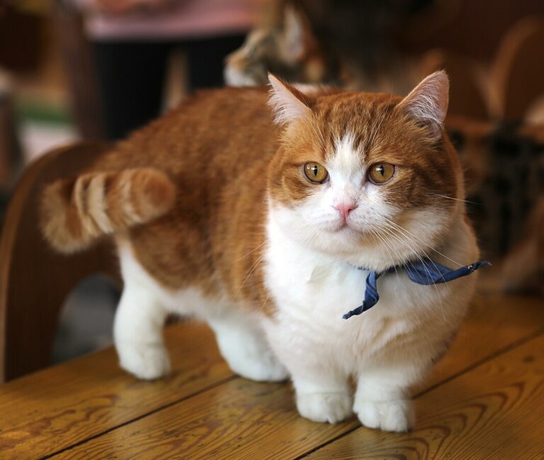 The Munchkin Cat, Great Things Come in Small Packages!
