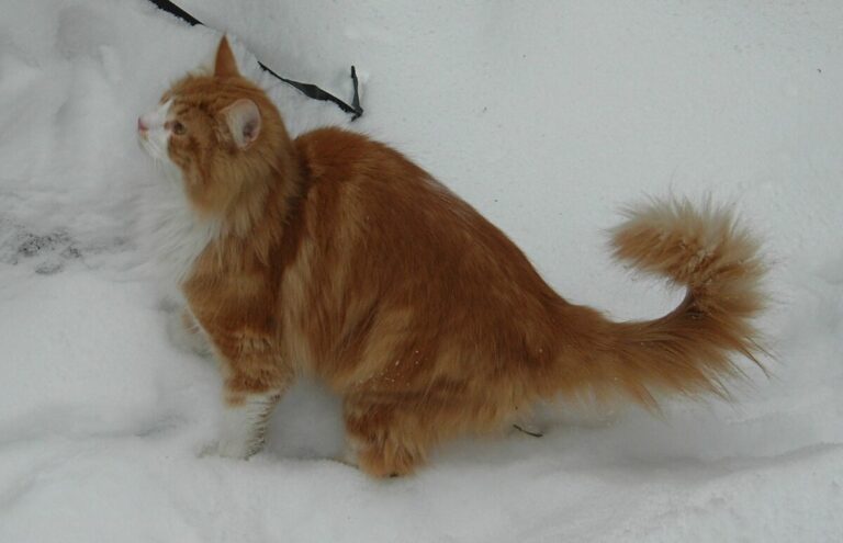 The Norwegian Forest Cat, Playful, Smart, and Beautiful