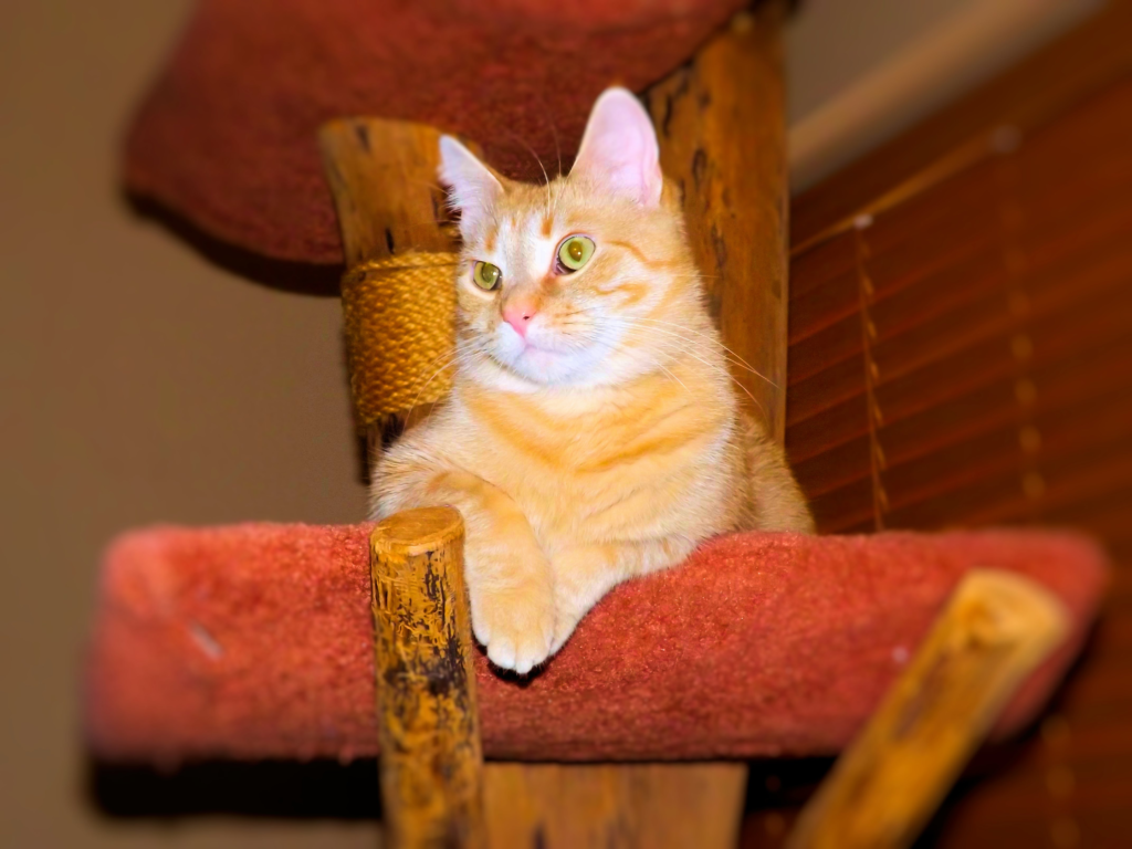 Punkin, Editorial Assistant and Product Tester for MyCatSite and SafeHappyCat