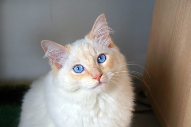 The Ragdoll Cat, a Big, Beautiful Bundle of Love