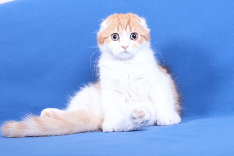 The Scottish Fold cat, as Sweet as it is Cute