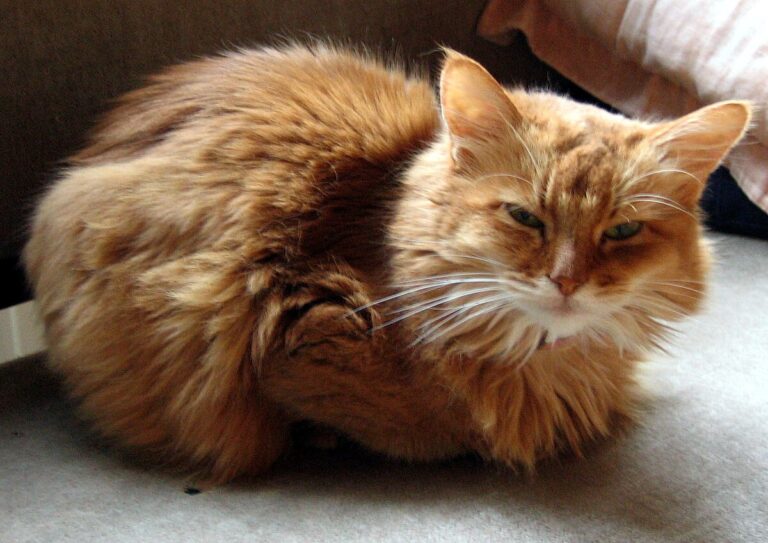 The Somali Cat, a Cat With a Fox-Like Appearance and Smarts to Match