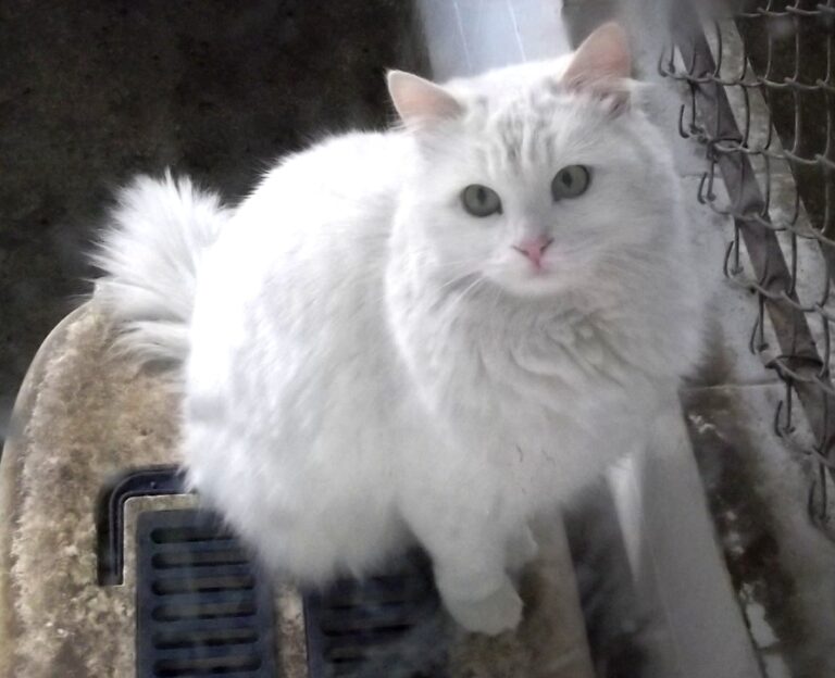 The Turkish Angora Cat, an Outgoing People-Greeter With Style