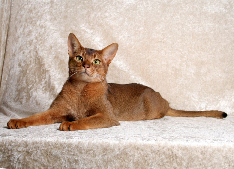 The Abyssinian Cat, Sociable and Beautiful