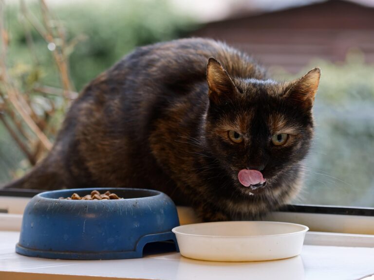 Finding the Best Cat Food