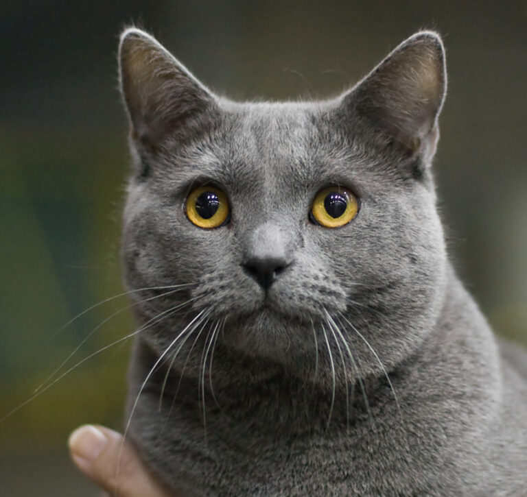 The Chartreux cat, a Loyal and Very Devoted Companion