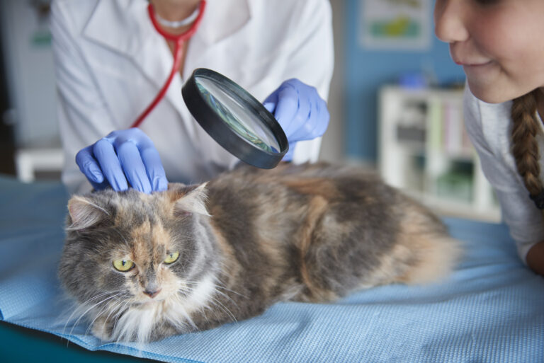 Cat Health – Knowing More Helps Keep Our Cats Healthy and Happy