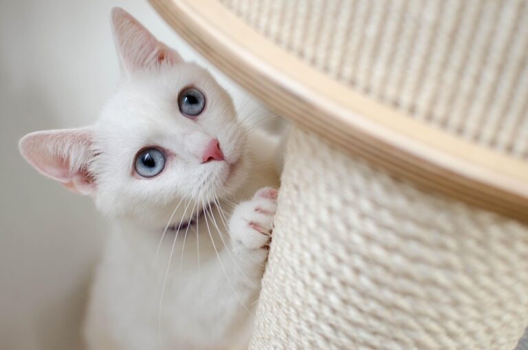 Cat Scratching Posts: Your cat needs it