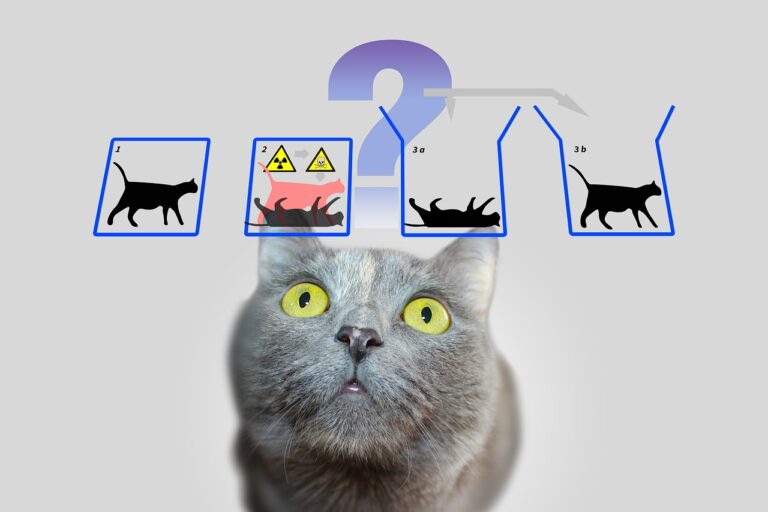10 Quick Questions And Answers About Cats Part 1